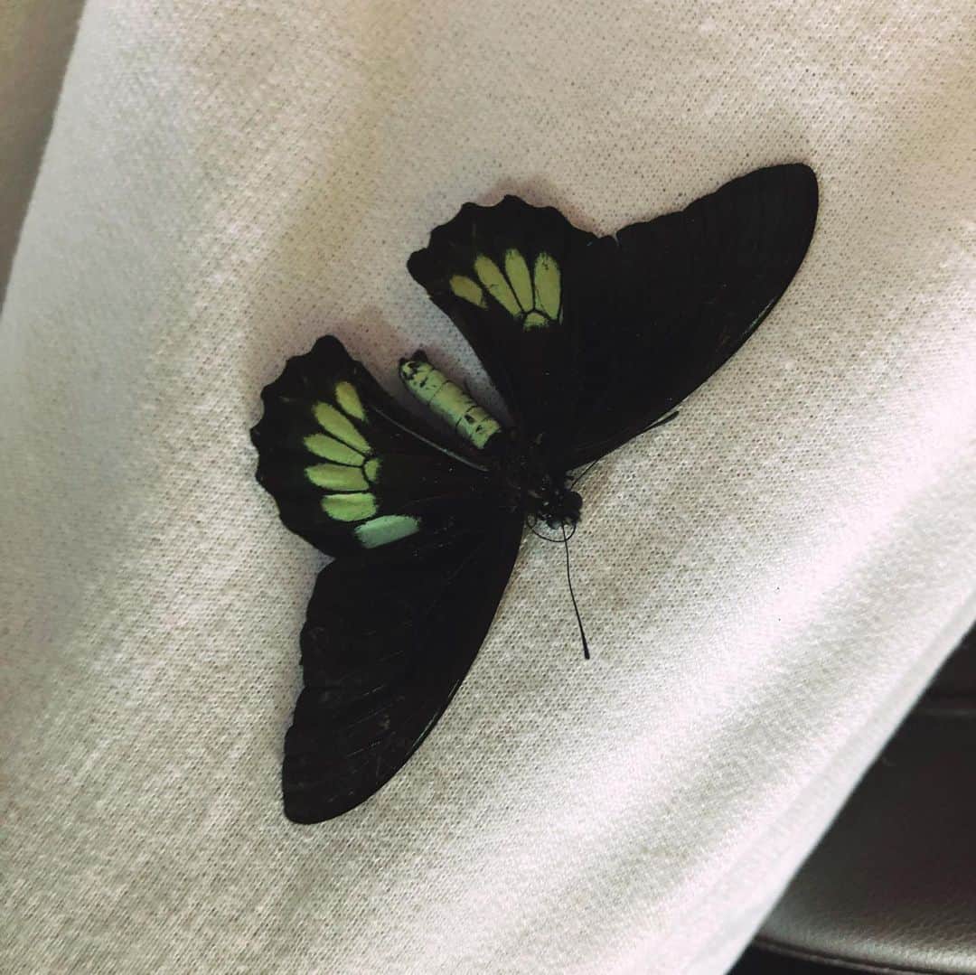 Halseyさんのインスタグラム写真 - (HalseyInstagram)「I was trying to save a hurt butterfly in the jungle. I broke my toe. turns out the butterfly was already dead. I have alien feet I know. I sacrificed having nice feet when I committed to a life of dancing on stages and saving dead butterflies. this hurts. 3 radio shows in California this week. Catch me hobbling around!」5月30日 4時59分 - iamhalsey