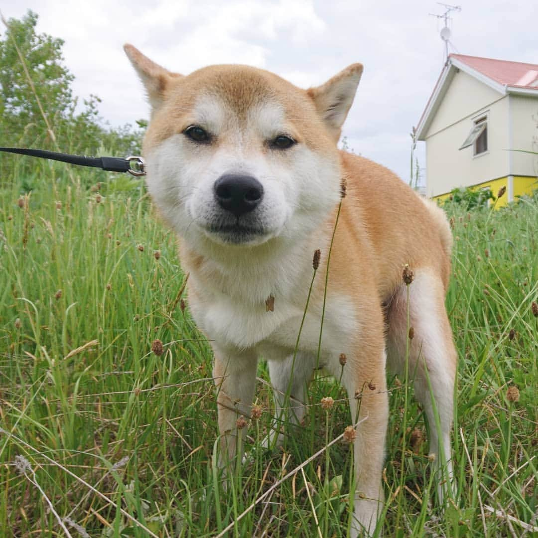 柴犬⭐️サスケのインスタグラム