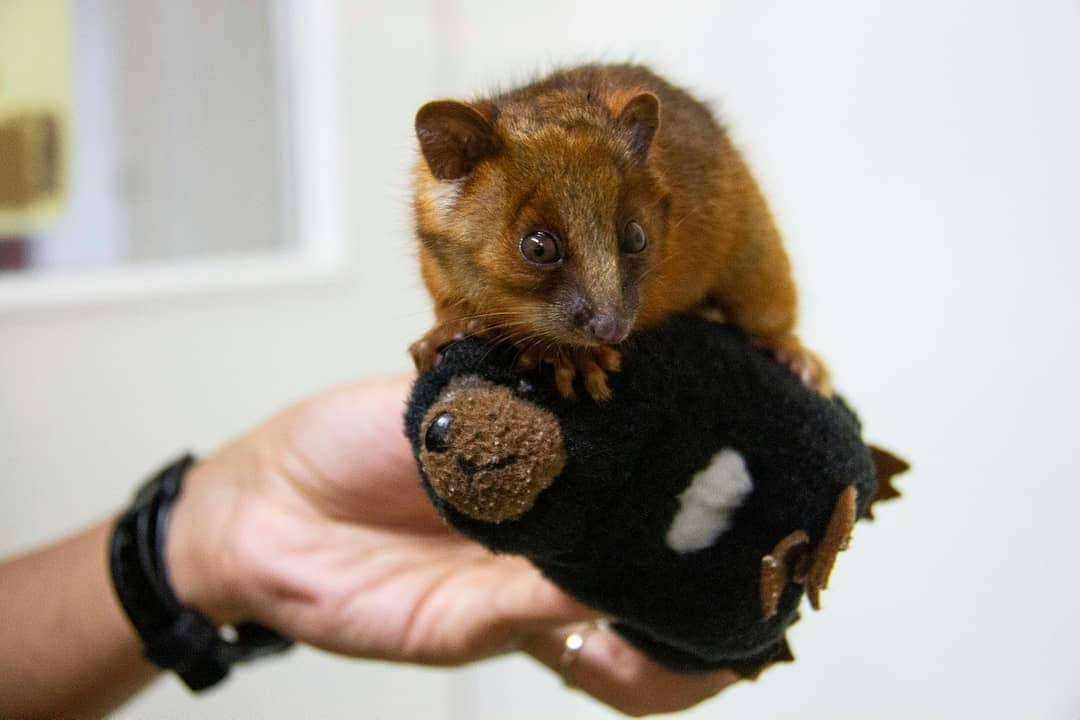 タロンガ動物園さんのインスタグラム写真 - (タロンガ動物園Instagram)「An adorable ringtail possum joey was brought to Taronga’s Wildlife Hospital in Sydney after its mother was attacked by a dog in a Mosman park. The little joey was riding on its mum’s back at the time. Sadly, mum did not survive. Hospital staff cared for the joey round-the-clock, taking it in turns to hand-feed the joey throughout the night. They also gave the joey a Tasmanian Devil toy to cling to in place of its mum.  This case is a good reminder for pet owners to keep their pets inside overnight and to keep dogs on a leash when in and around parkland areas as they can injure or even kill native wildlife.  #ForTheWild #HospitalTaronga」5月30日 15時01分 - tarongazoo