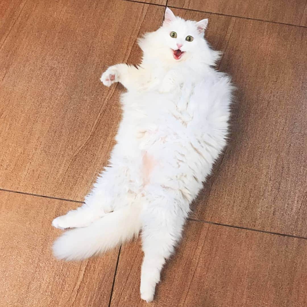 CatStockerのインスタグラム：「Hello! #catstocker is here!  Follow our FURRriend @alaska.thecat  Scroll right for more pictures 👉 . . . . .  #cat #neko #mačka #chat #kočka #котка #kotek #kot #кіт #mače #кошка #кот #katze #gato #gatto  #子猫 #kattunge #猫 #고양이 #貓 #kedi #köttur #kissanpentu #חתול #кішка #子猫 #고양이새끼 #kitty #cats」