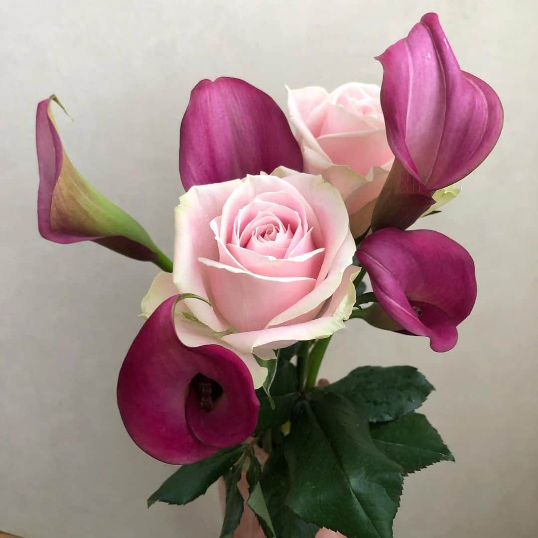 宙也さんのインスタグラム写真 - (宙也Instagram)「桃色の薔薇と紫色のカラー。」5月30日 15時51分 - chuya_aquarius