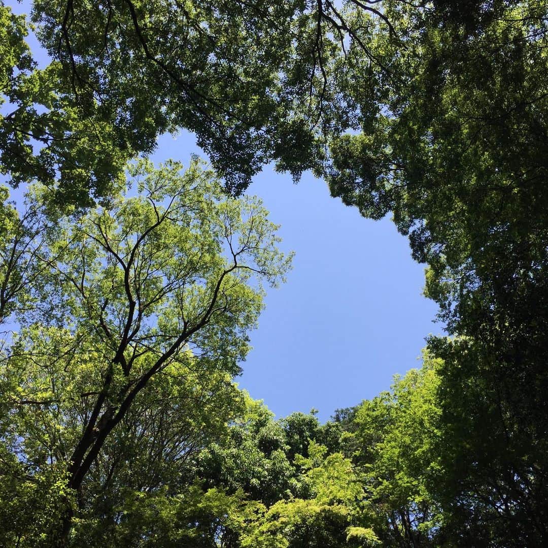 田辺あゆみさんのインスタグラム写真 - (田辺あゆみInstagram)「🌳 一瞬沖縄？ってなるけど、明治神宮御苑です。 めずらしく朝散歩に行ったら、あまりの氣の良さにびっくり。 樹齢何百年であろう木(って見えたけどまだ百年くらいかな)には、無数の蝶たちが集まっていて妖精のようだし、鳥と亀が向かい合っておはなし？してる様子は絵本の世界だし、池には大輪の睡蓮がたくさん咲いていて、もうこの世とは思えない。 東京のど真ん中にこんな場所があるって素晴らしいな。 とにかく、晴れた日の朝が良い。 帰る頃には(といっても11時前だったと思うけど)人がいっぱいで、朝とは違う空気感になってました。 朝起きるの苦手だけど、ほんと起きてよかったー！神さまありがとうございますー！ってなりました。 #明治神宮御苑」5月30日 15時56分 - _ayumitanabe_