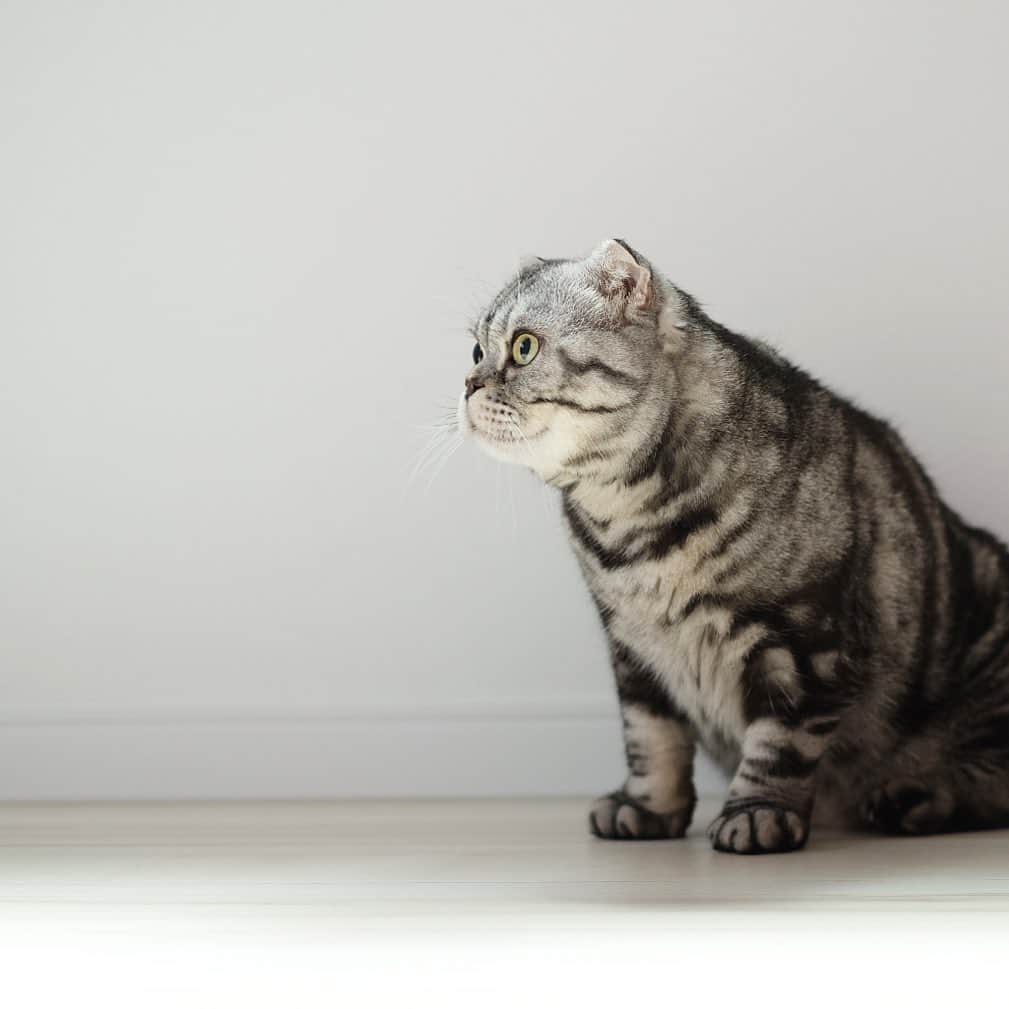 Shishi-maruさんのインスタグラム写真 - (Shishi-maruInstagram)「🐱I finished moving. 🐱引越し終わり…これからの荷ほどきが、本当の試練。 ーーーーーーーーーーー 📕「ぷっちねこ。」単行本発売中 📗「3匹のちいさな猫を召喚できたなら」 📘「ちいさな猫を召喚できたなら」重版出来 ーーーーーーーーーーー ⭐︎ねこ漫画を描いています→@tacos_cat 🐱公式→@chiisanacat 🌺Twitter →@taco_emonemon ーーーーーーーーーーー」5月30日 16時01分 - emonemon