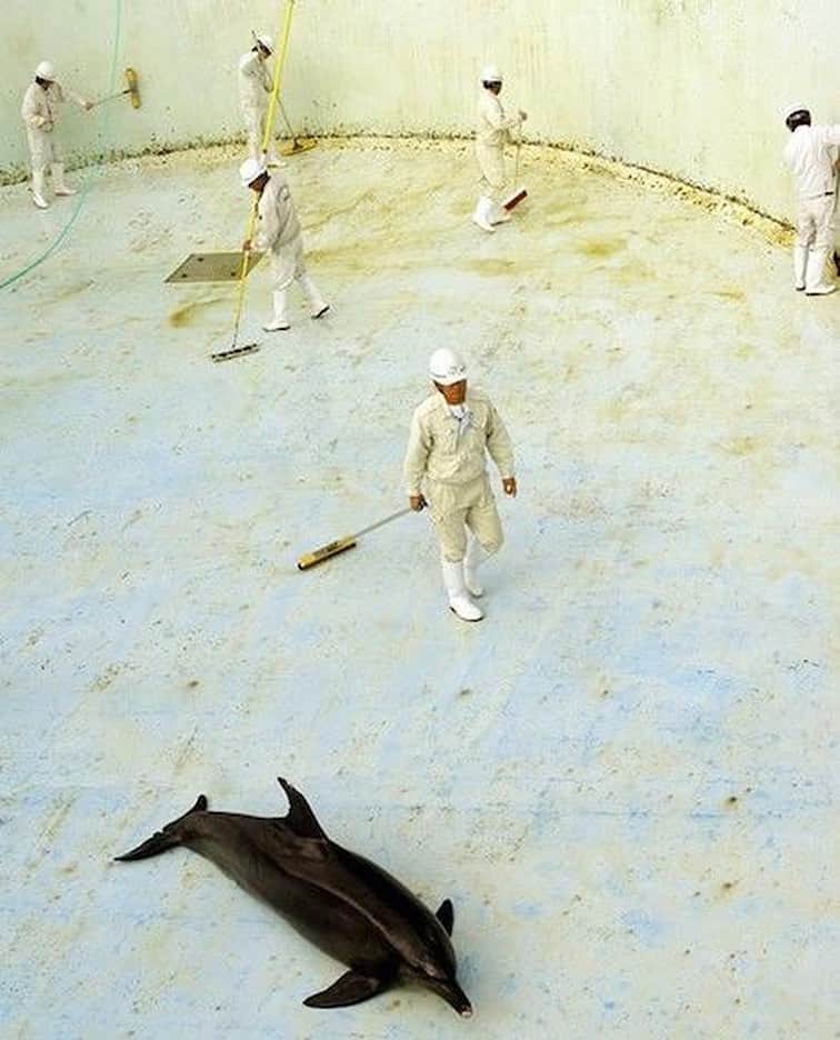 ティモシー・サイクスのインスタグラム：「Repost from @savethereef THIS MADNESS MUST STOP: For us to have healthier oceans and a healthier planet, we must stop taking marine life out of their homes, separating them from their families and then justifying this disgusting behavior all for the sake of entertainment. We encourage you to avoid going to “waterparks” and “aquariums” where beautiful creatures like this dolphin are forced to endure hellish living conditions as exemplified by this photo when aquarium workers clean their tanks and drain out all the water! In the practice of cleaning aquarium tanks by dropping down the water levels, dolphins are stranded on the concrete bottom for a period of time during the cleaning. We have to stop this disgusting practice ASAP so please share this photo with your followers and tag people who need to see it in the comments as we have the power to stop abusive situations like this once and for all — when enough people get educated about this issue and stop going to aquariums and waterparks that treat their animals so poorly, these establishments will be forced to change their ways if they want to have any customers left in the future! Or if they don’t adapt, they will be forced to close due to a lack of customers and their animals could then be set free. By working together in order to spread awareness to EVERYONE, we can truly influence this sad industry and the tourists who visit these parks, thus helping these animals live better lives so please join us in getting the word out ASAP! #saveouroceans #dolphinlove #karmagawa #savethereef」