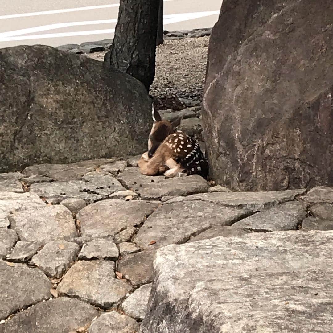 ホテル宮島別荘さんのインスタグラム写真 - (ホテル宮島別荘Instagram)「おはようございます！ホテル宮島別荘西谷です！ 本日も宮島は良い天気です！ フェリー乗り場の近くで産まれたての子鹿がおりました！私も初めてこんなに小さな鹿を見ました^_^ 地元の方も珍しいみたいで観光客の方も含めたくさんのギャラリーが集まっておりました！そこでは 連れて帰りたいねー、大変珍しいけどきちんと育つか心配だ という言葉か聞こえました（´-`）.｡oO私もこの子鹿が健やかに育つようにと思いました(^^) それでは良い木曜日を！^_^ #広島#宮島#ホテル宮島別荘#宮島別荘#宮島鹿さん」5月30日 7時54分 - _miyajima_villa