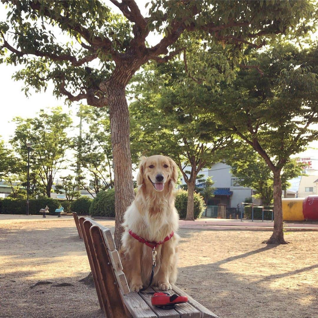 ikumiさんのインスタグラム写真 - (ikumiInstagram)「* * 5/30/2019☀️ . Good morning . #ベティ祭り に たくさんコメントありがとうございました💓 きっと、ベティも喜んでます。 Viviはちょっぴりヤキモチかな😆 時々いまだにやってくる #ベティロス … 一緒に思い出してもらえて良かったです。 今日からは、 ヤキモチお転婆怪獣…です！ * * #goldenretriever#golden#retriever#犬バカ部#ふわもこ部#大型犬のいる暮らし#ぴーすっ子#ヴィヴィの育児日記 #2019年5月」5月30日 7時51分 - ikumi.betty_jupiter