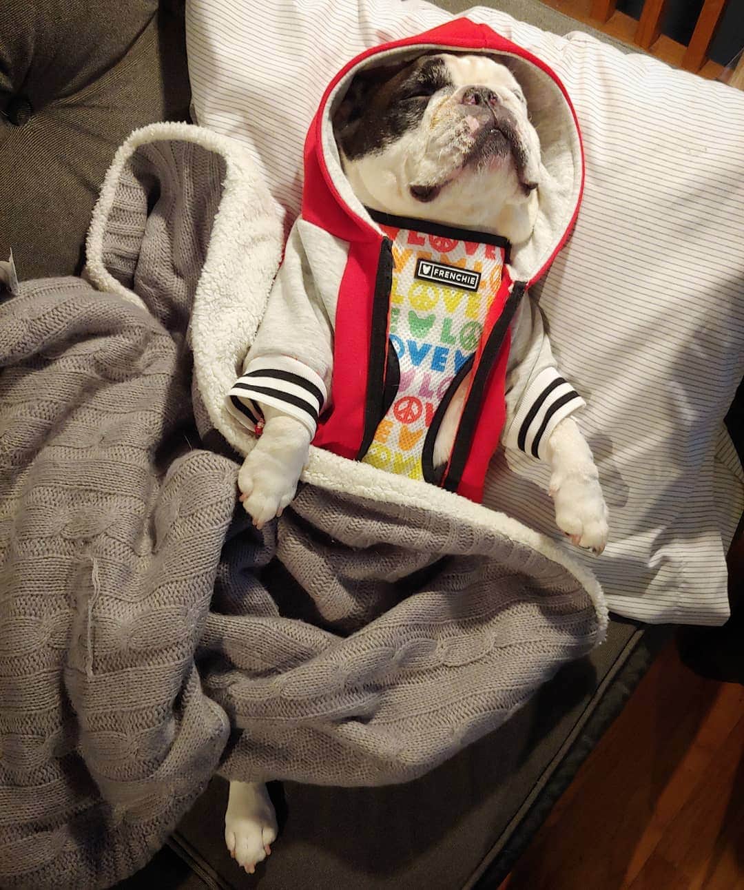 Manny The Frenchieのインスタグラム：「I was going to do stuff but then I decided a nap sounded better. 😴 #humpday @frenchie_bulldog」