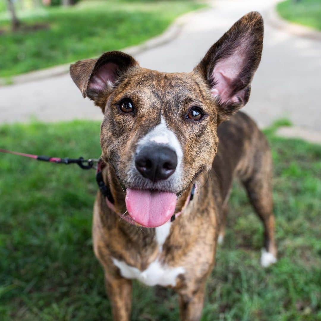 The Dogistさんのインスタグラム写真 - (The DogistInstagram)「Sunshine, “12 different things” mix (5 y/o), Schuylkill River Park, Philadelphia, PA • “She loves to sneak on Septa buses. She recognizes the brake noises and she just hops right on. I think she just likes to go for rides.”」5月30日 7時52分 - thedogist