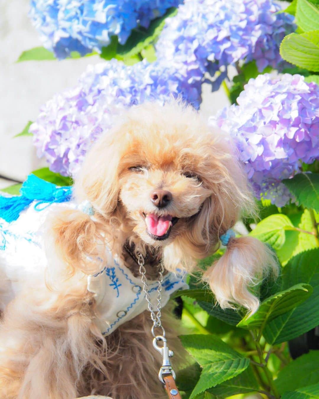 Toypoodle Mikuru?Asakusa Tokyoのインスタグラム：「20190530 Thursday. Good morning! Friends 💕 覚えてますか？みくるです😄 . リハビリお散歩☺️ 抱っこして公園まで行ってます。 今朝は公園まで歩かせてみました🥰 (先生許可済みです) みくるんとても楽しそうです✨ . ❶ 今朝の一枚 紫陽花キレイでした。 ❷ 20190528 Tuesday ❸ 20190527 Monday . ボサボサもまた味のある表情があっていいかな？😅 . お陰様で随分と回復しております。 食欲も旺盛で安心😌 . お返事遅れててごめんなさい🙏🏻 . #リハビリ散歩 #紫陽花 #みくるの経過観察」