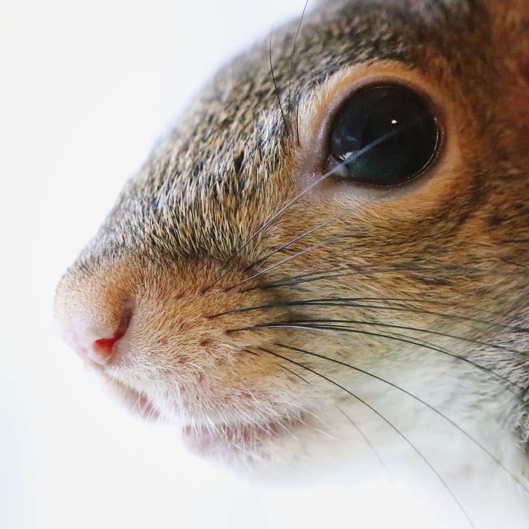 Jillさんのインスタグラム写真 - (JillInstagram)「This velvet nose that I kiss no less than a million times a day. 💋 . #petsquirrel #squirrel #squirrels #squirrellove #squirrellife #squirrelsofig #squirrelsofinstagram #easterngreysquirrel #easterngraysquirrel #ilovesquirrels #petsofinstagram #jillthesquirrel #thisgirlisasquirrel #squirrelnose #squirrelwhiskers」5月30日 8時08分 - this_girl_is_a_squirrel