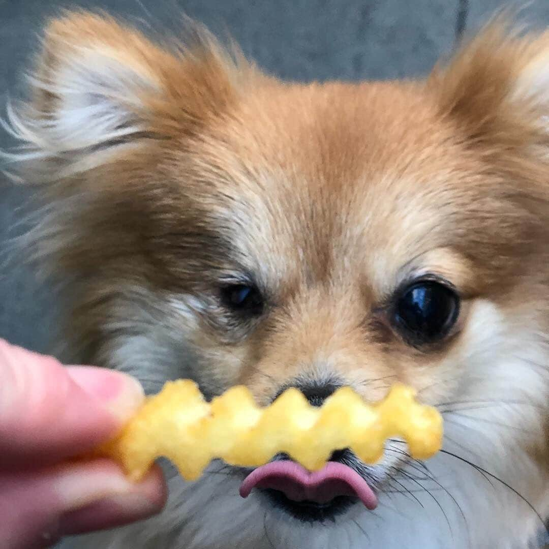 SHAKE SHACKさんのインスタグラム写真 - (SHAKE SHACKInstagram)「We’d bet @king.lou.dog’s bite is bigger than his bark... (Swipe 👈 for proof!) #shakeshack」5月30日 8時19分 - shakeshack