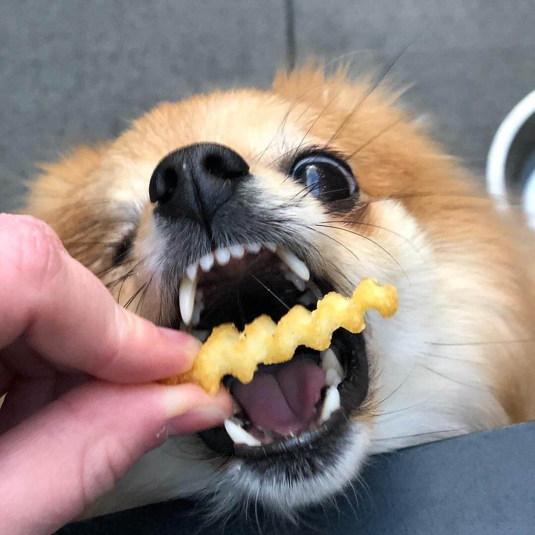 SHAKE SHACKさんのインスタグラム写真 - (SHAKE SHACKInstagram)「We’d bet @king.lou.dog’s bite is bigger than his bark... (Swipe 👈 for proof!) #shakeshack」5月30日 8時19分 - shakeshack