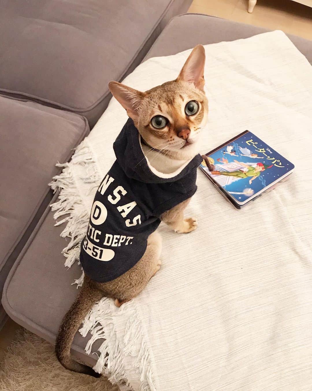 モルト♡Malt(Singapuracat)のインスタグラム：「昨日の夜のねむねむモルト。 この後すぐママにくっ付いてねんねしたよ😽💙」