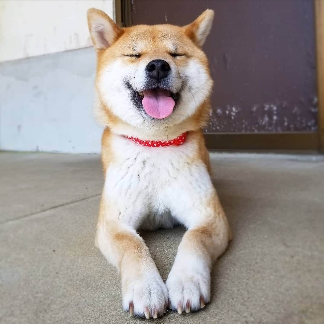 柴犬たま Shibainu Tamaのインスタグラム