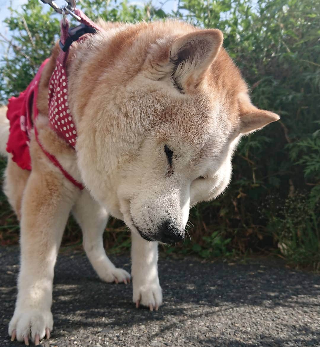 柴子さんのインスタグラム写真 - (柴子Instagram)「おはようございます！ 柴子(仮名)さん、今朝も元気にお散歩へ。 そろそろ朝も暑くなってきたねぇ。 #柴犬　#shibainu #shibastagram」5月30日 8時52分 - senogawadogs
