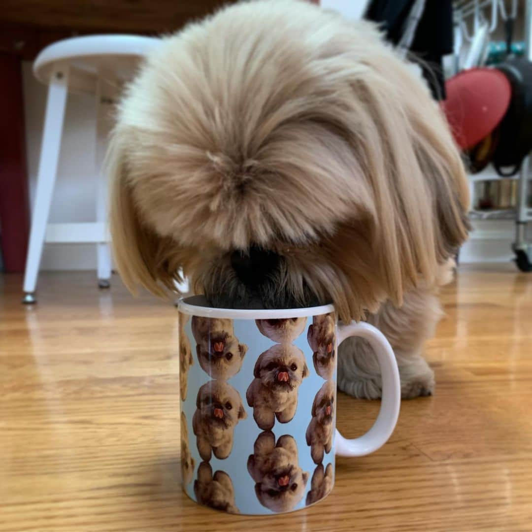 Dougie the Shih Tzuさんのインスタグラム写真 - (Dougie the Shih TzuInstagram)「Need a mug for your joe? This one is sure to bring a smile to your face. Thanks to everyone who already ordered one. 😘 Link in bio or go to www.dailydougie.com (US only, sorry!)」5月30日 9時06分 - dailydougie