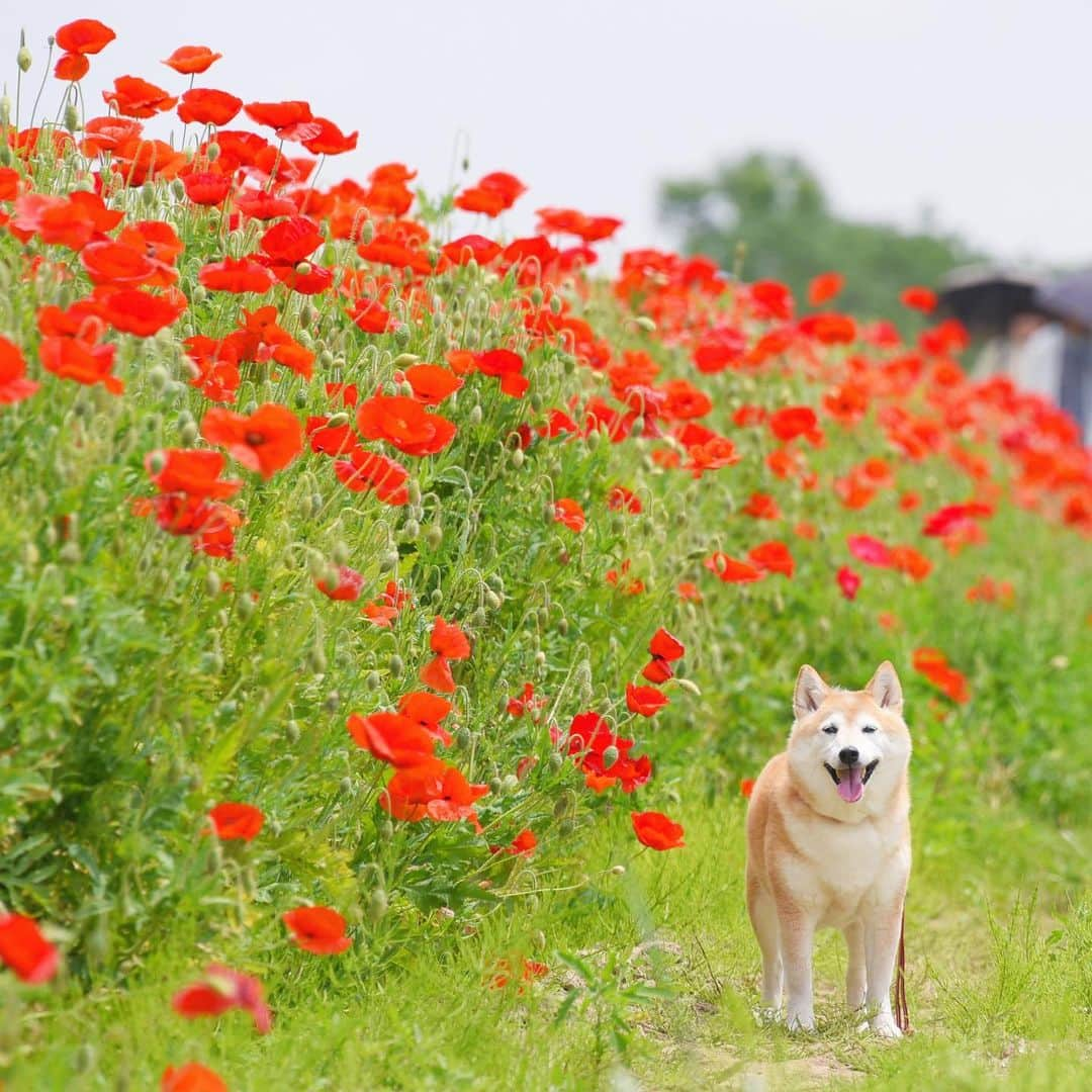 meekooのインスタグラム