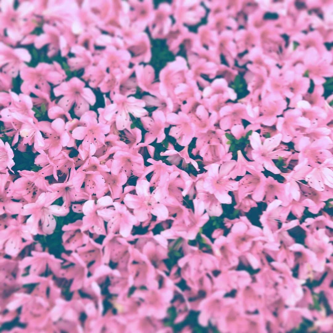 のインスタグラム：「#flower #flowersoflife #tutuji #pink #blossom」