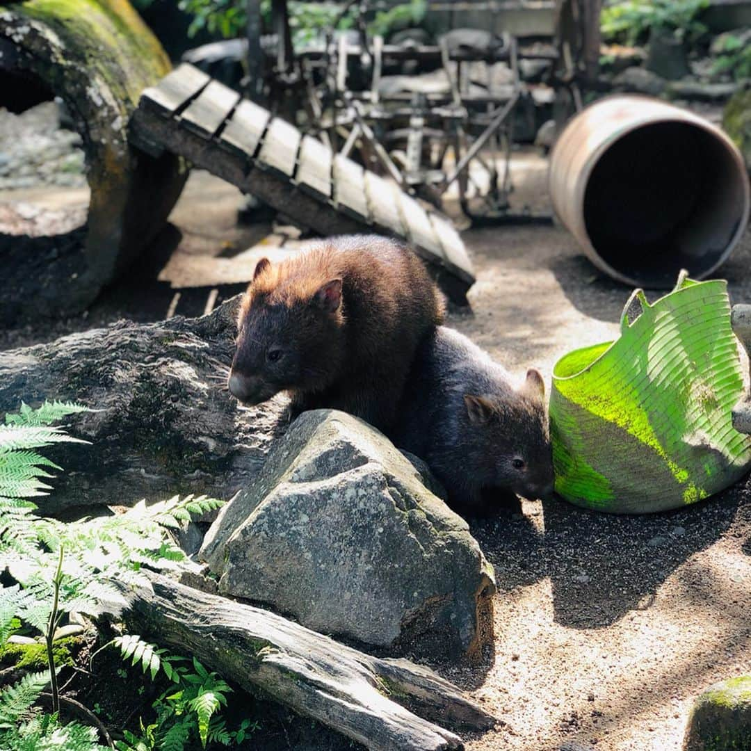 スザンヌさんのインスタグラム写真 - (スザンヌInstagram)「キュランダの中の﻿ コアラ🐨がたくさんいる動物園 #kurandakoalagardens ﻿ カンガルーは放し飼いだし🦘﻿ おやつもあげれたけど、毎日食べてるからかな？そんなに興味は持ってくれず😂﻿ でも息子も触れるくらいの距離まできてくれたり人懐っこくて可愛かった😍﻿ ﻿ ワニ🐊もいっぱい！！いたよ😊﻿ ﻿ コアラとカンガルー🐨🦘いっぺんに見れて息子も大人たちも大満足🙆‍♀️﻿ ﻿ ﻿ ﻿ #Australia﻿﻿ ﻿﻿ #Cairns﻿﻿ #オーストラリア﻿﻿﻿﻿ #オーストラリア旅行 ﻿﻿﻿﻿ #ケアンズ﻿﻿﻿﻿ #スザ旅﻿﻿﻿﻿ ﻿﻿﻿ ﻿﻿﻿ ﻿﻿﻿ ﻿﻿ ﻿﻿ ﻿﻿ ﻿﻿」5月30日 9時53分 - suzanneeee1028