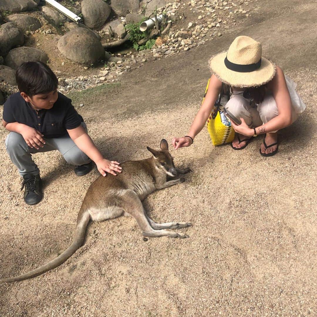 スザンヌさんのインスタグラム写真 - (スザンヌInstagram)「キュランダの中の﻿ コアラ🐨がたくさんいる動物園 #kurandakoalagardens ﻿ カンガルーは放し飼いだし🦘﻿ おやつもあげれたけど、毎日食べてるからかな？そんなに興味は持ってくれず😂﻿ でも息子も触れるくらいの距離まできてくれたり人懐っこくて可愛かった😍﻿ ﻿ ワニ🐊もいっぱい！！いたよ😊﻿ ﻿ コアラとカンガルー🐨🦘いっぺんに見れて息子も大人たちも大満足🙆‍♀️﻿ ﻿ ﻿ ﻿ #Australia﻿﻿ ﻿﻿ #Cairns﻿﻿ #オーストラリア﻿﻿﻿﻿ #オーストラリア旅行 ﻿﻿﻿﻿ #ケアンズ﻿﻿﻿﻿ #スザ旅﻿﻿﻿﻿ ﻿﻿﻿ ﻿﻿﻿ ﻿﻿﻿ ﻿﻿ ﻿﻿ ﻿﻿ ﻿﻿」5月30日 9時53分 - suzanneeee1028
