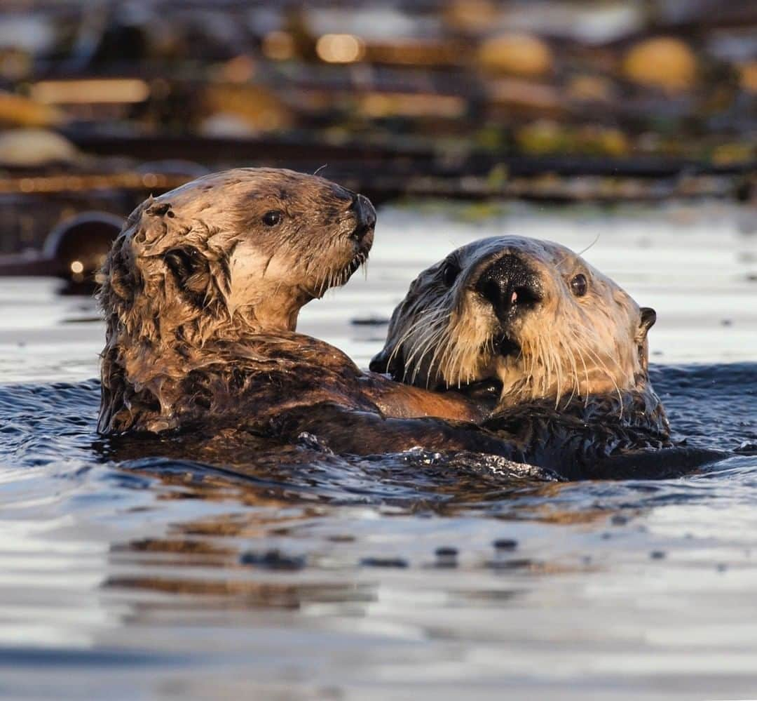 National Geographic Travelさんのインスタグラム写真 - (National Geographic TravelInstagram)「Photo by @bertiegregory | A female sea otter rests with her pup at sunset on the west coast of Vancouver Island, Canada. The pup’s coat wasn’t thick enough yet to stay warm in the frigid Pacific ocean so I often saw it sat up out the water on top of the mother. These otters are a great conservation success story. After being hunted to near extinction on the British Columbia coast, they were reintroduced from Alaska. Now, the kelp forests that disappeared during the otter’s absence, have since rebounded providing habitat for countless other species. Many of these species provide food and jobs for numerous coastal communities. Looking after wildlife isn’t just a nice thing to do, we humans need it. In order to protect places and animals like this, we need to conserve 30% of the planet by 2030. #britishcolumbia #photography #wildlife #coast #otter」5月30日 10時04分 - natgeotravel