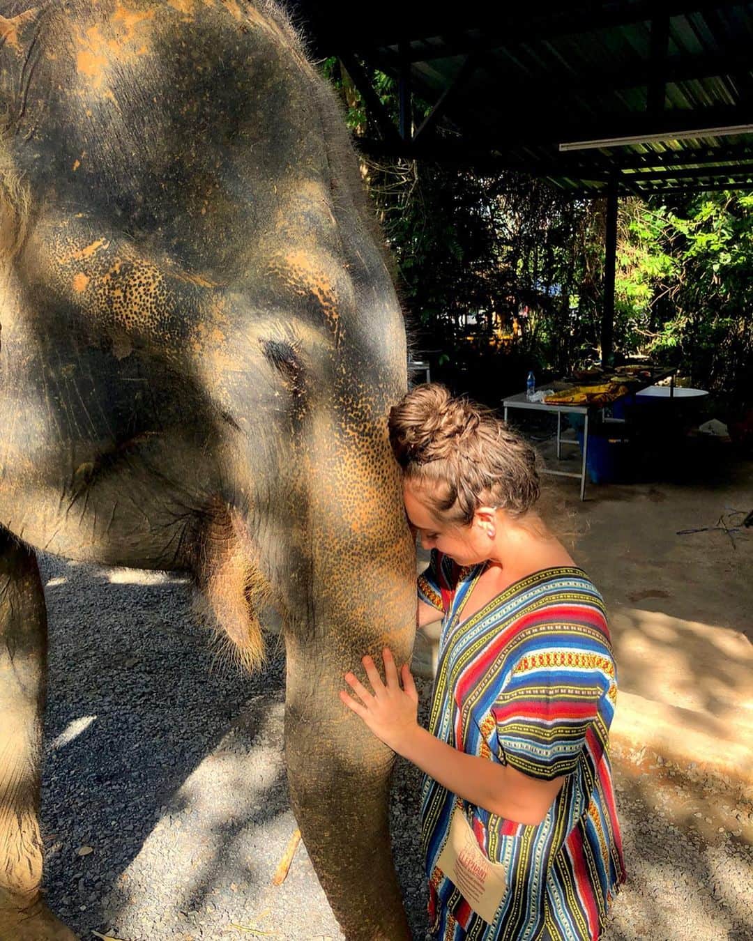 ペイトン・アーンストのインスタグラム：「These aren’t regular elephants, these are Thai elephants」
