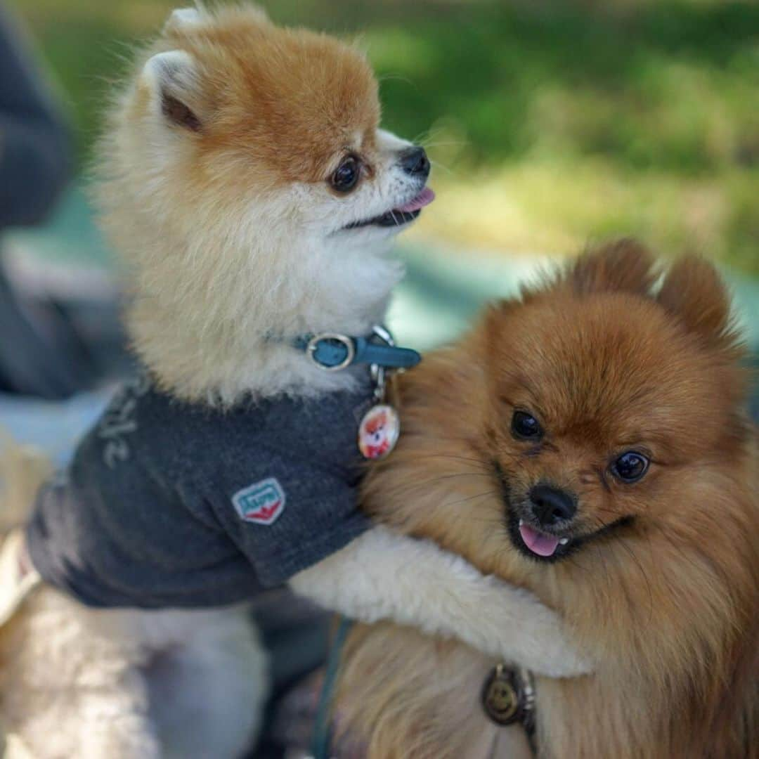 ポテチンさんのインスタグラム写真 - (ポテチンInstagram)「Pote and Kumu  #pomwrestling  all movie and photos by @mu_ku_ni  #pomwrestling」5月30日 10時14分 - pom.potechin