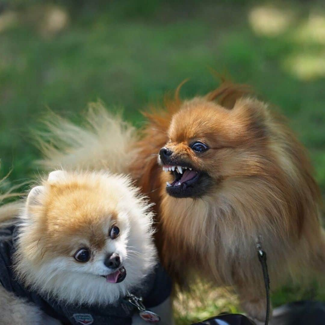 ポテチンさんのインスタグラム写真 - (ポテチンInstagram)「Pote and Kumu  #pomwrestling  all movie and photos by @mu_ku_ni  #pomwrestling」5月30日 10時14分 - pom.potechin