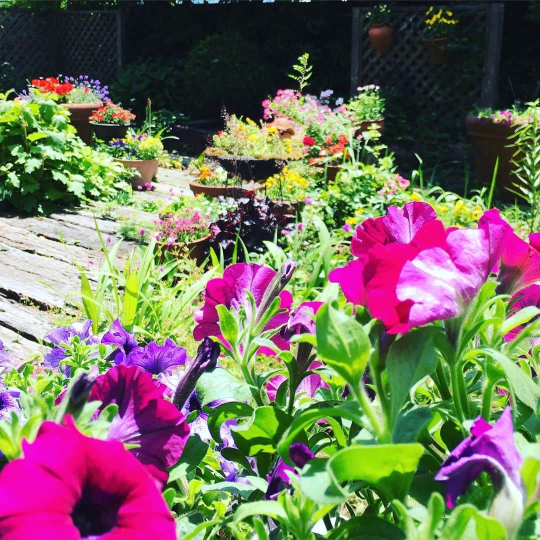 珠洲春希さんのインスタグラム写真 - (珠洲春希Instagram)「春になり、実家のお庭が華やかになってきました🌷🌹🏵 花の大好きな母が、少しずつお花を足したり、 そして、共に物凄い成長をする雑草達と闘ってくれております。  #ガーデニング #花 #庭 #テラスでコーヒー」5月30日 10時20分 - harukisuzu54