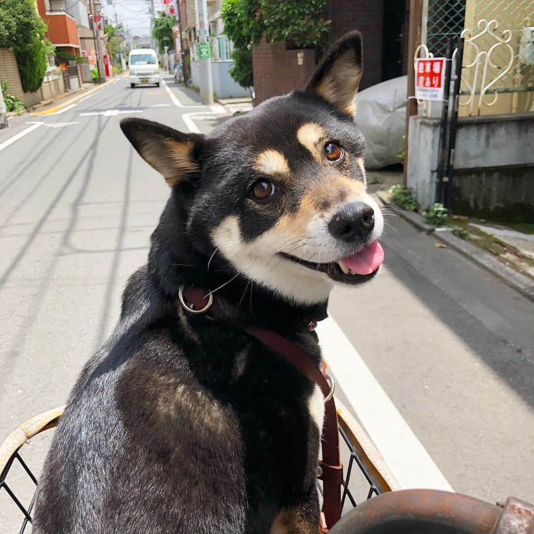 vo_coのインスタグラム：「🐶 見返りこた かわえええええ * #shibastagram #instashiba #shiba #shibainu #黒柴 #柴犬 #見返り柴」