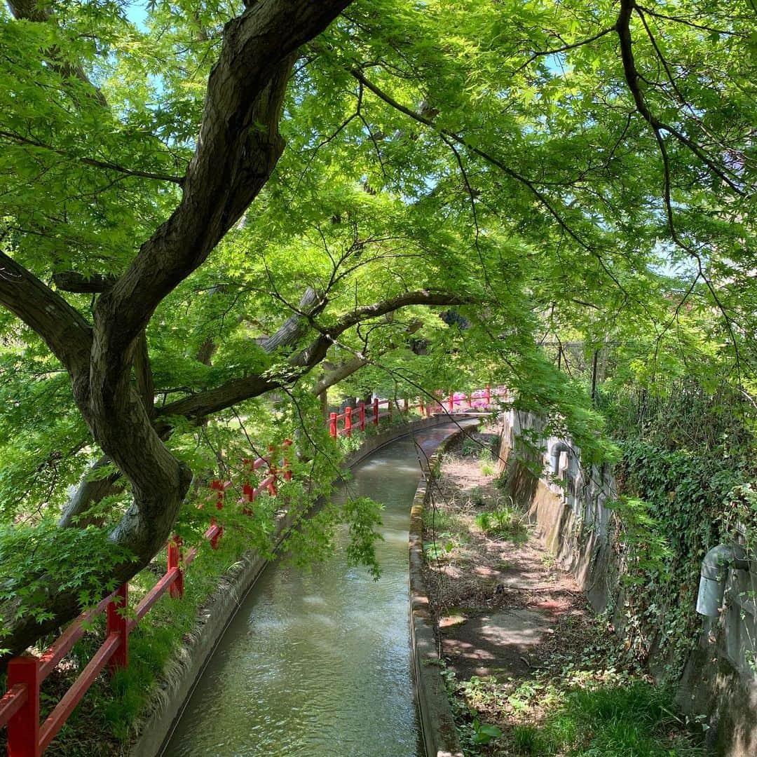 ティーナ・カリーナのインスタグラム：「木漏れ日が心地いい〜☺️ #館腰神社#新緑」