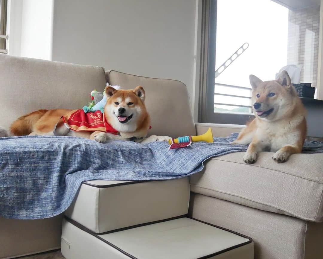 shibainu berryさんのインスタグラム写真 - (shibainu berryInstagram)「New toy😆😍🙌 PECOBOX @pecobox_official @pecodogs 届いたよ〜😆今月はブレーメンの音楽隊やって🎶 ①まんざらでもない様子 ②隣で見学のむくみん ③④🐻ん？俺の背中なんか乗ってる？ #pecobox #❤️迷子犬の掲示板応援団 @maigo_dog  #❤️迷子犬の掲示板四国応援 @maigo_dog_shikoku #めざせ迷子犬ゼロ👌 #柴犬 #べりやん #べりむく #多頭飼い #berry #shiba #shibainu  #shibainumania #shibastagram #ぷにっと部 #口角キュキュッと部  #チーム俺様 →部員絶賛募集中 #shiba_snap #proudshibas #west_dog_japan #サンデイ #instagramjapan #ふわもこ部 #pecoいぬ部 #pecotv #buzzfeedanimals #dogsofinstagram #dogsofinstaworld #dogs_of_instagram #9gag」5月30日 11時30分 - shibainu.berry