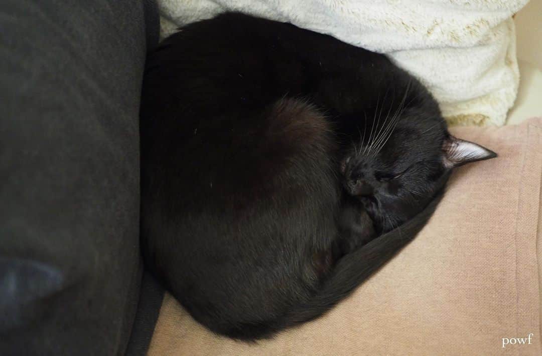 anemone_69のインスタグラム：「. きれいなおにぎり型🍙 . . #ハカセとキョウジュ #blackcat #黒猫 #cat #猫 #保護猫 . . .」