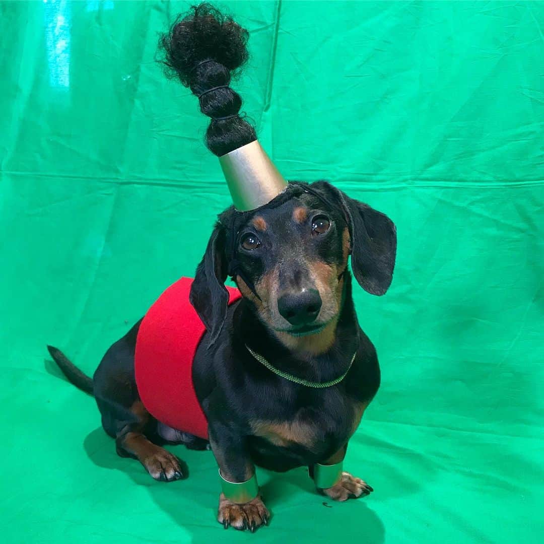 Crusoe the Celebrity Dachshundさんのインスタグラム写真 - (Crusoe the Celebrity DachshundInstagram)「“Can you guess what role Oakley playing next?! 😝” ~ Crusoe」5月30日 11時51分 - crusoe_dachshund