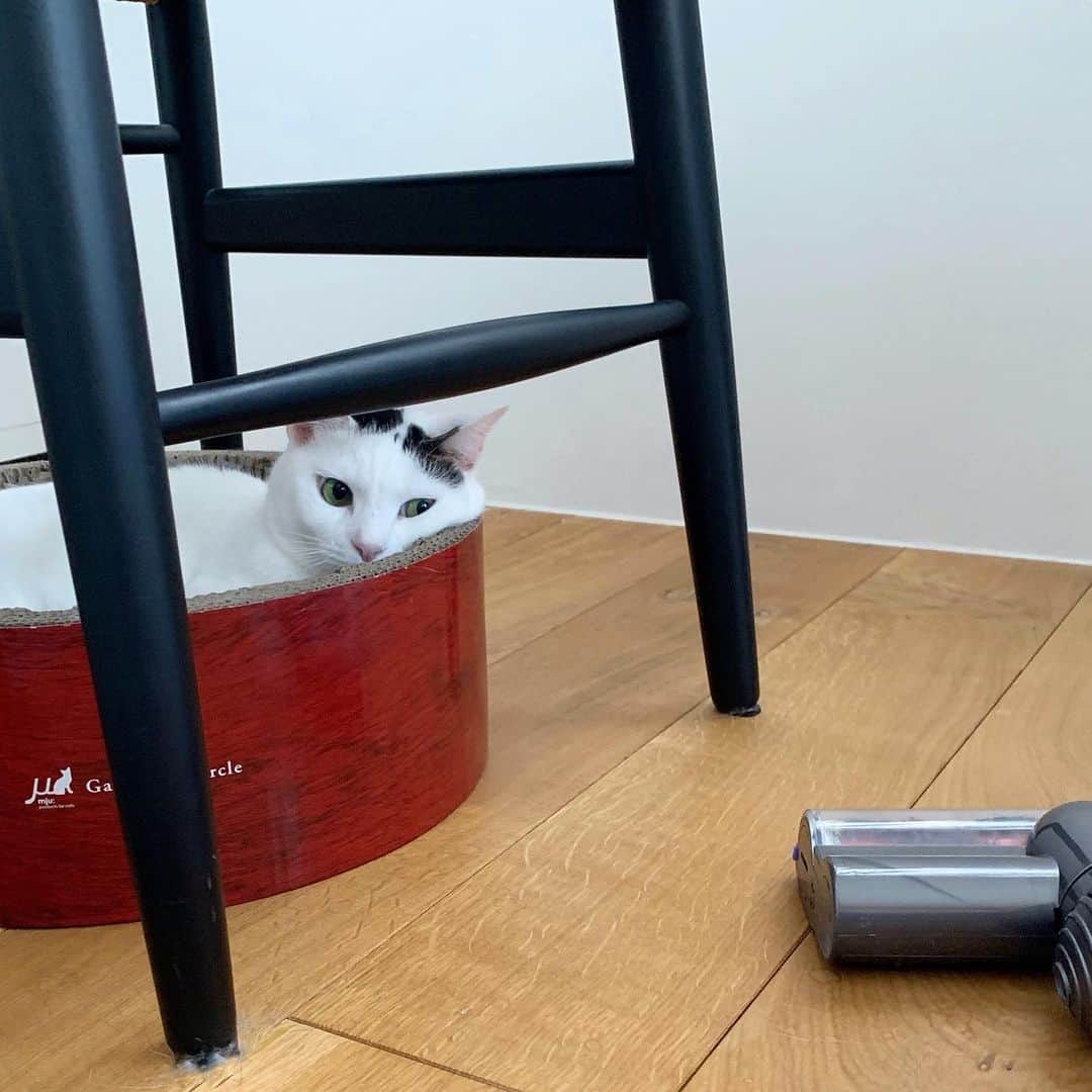猫ラボさんのインスタグラム写真 - (猫ラボInstagram)「掃除機は平気な福ちゃん」5月30日 12時22分 - nekolabo