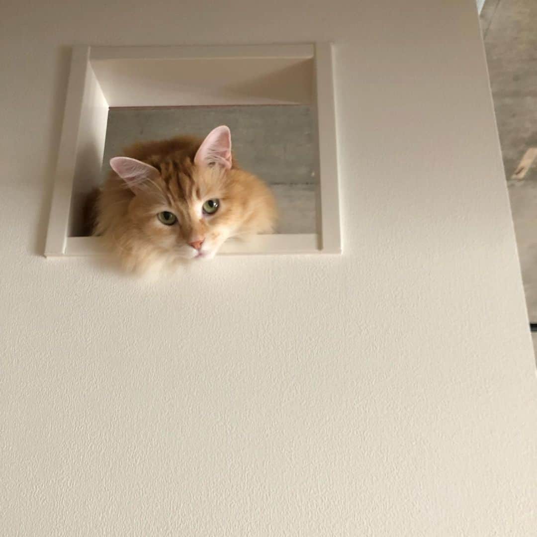 pon_0507のインスタグラム：「今朝のぽんちゃん  #久々投稿 #pon #ねこ #ネコ #マンチカン #猫 #茶白猫 #neko #cat #munchkin #munchkincat #orangecat #gingercat #cutewildanimals #inscatram #bestmeow #videobyanimals #catsofinstagram」