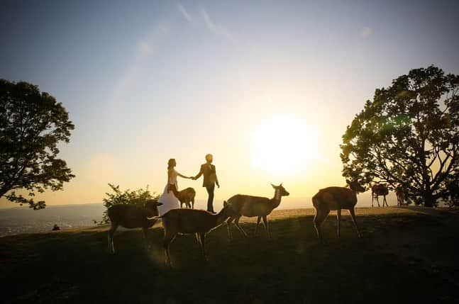 Decollte Wedding Photographyさんのインスタグラム写真 - (Decollte Wedding PhotographyInstagram)「Beautiful Sunset shot!🧡🧡﻿ ﻿ ［ Mt. Wakakusa Nara 若草山 奈良］﻿ photo by @aiki_shimozono.tvb﻿ Hair&Makeup @maeda.noriko_hairmake_tvb﻿ ﻿ @studiotvb_nara﻿ @decollte_weddingstyle﻿ @decollte_weddingphoto﻿ ﻿ #overseasprewedding #japanpreweddingphoto #preweddingphoto #prewedding #japan #sunset #sunsetphoto #nara #decolltephoto #deer #love #romantic #海外婚紗 #唯美 #婚紗攝影 #日本 #奈良 #鹿仔 #花嫁 #日式  #婚展 #婚展優惠」5月30日 12時41分 - d_weddingphoto_jp