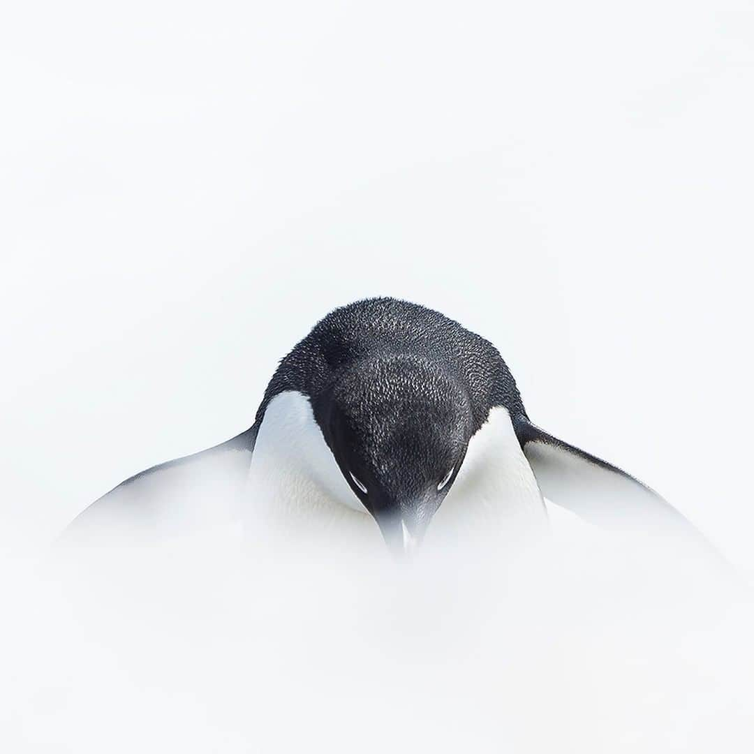 National Geographic Travelさんのインスタグラム写真 - (National Geographic TravelInstagram)「Photo by @DaisyGilardini | Adélie penguins and Emperor penguins are the only real Antarctic penguins. In fact, they are the only two species breeding along the entire Antarctic coast (including the peninsula). Most of the other species of penguins breed in the sub-Antarctic island or on the Antarctic Peninsula. Despite being small in size, Adélies have really strong personalities. It is great fun to spend time with them. Follow me @DaisyGilardini for more images and stories behind the scenes. #penguin #adeliepenguin #Antarctica #climatechangeisreal」5月30日 13時13分 - natgeotravel