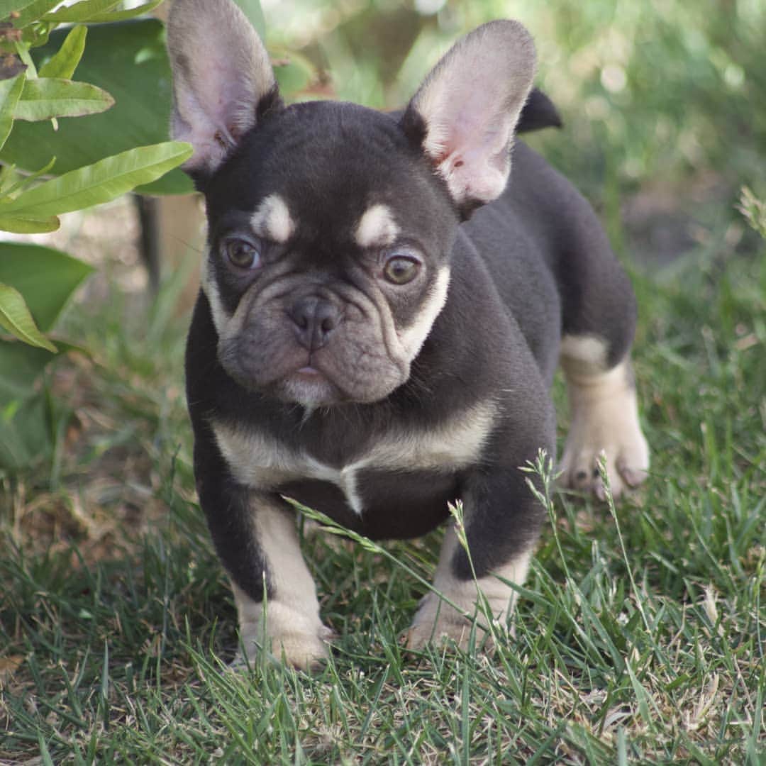 Oprahnbooのインスタグラム：「Chocolate tri,. #frenchiesofinstagram #frenchbulldog #male #11weeksold #dogoftheworld #tag #share」