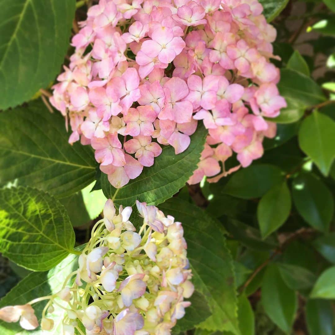 小嶋晶子のインスタグラム：「Look! The Hydrangeas are getting pink! 庭の紫陽花、今年はピンクと淡いブルーに色づいてきた。梅雨の季節は苦手だけど...紫陽花は好き💠 #hydrangea #紫陽花」