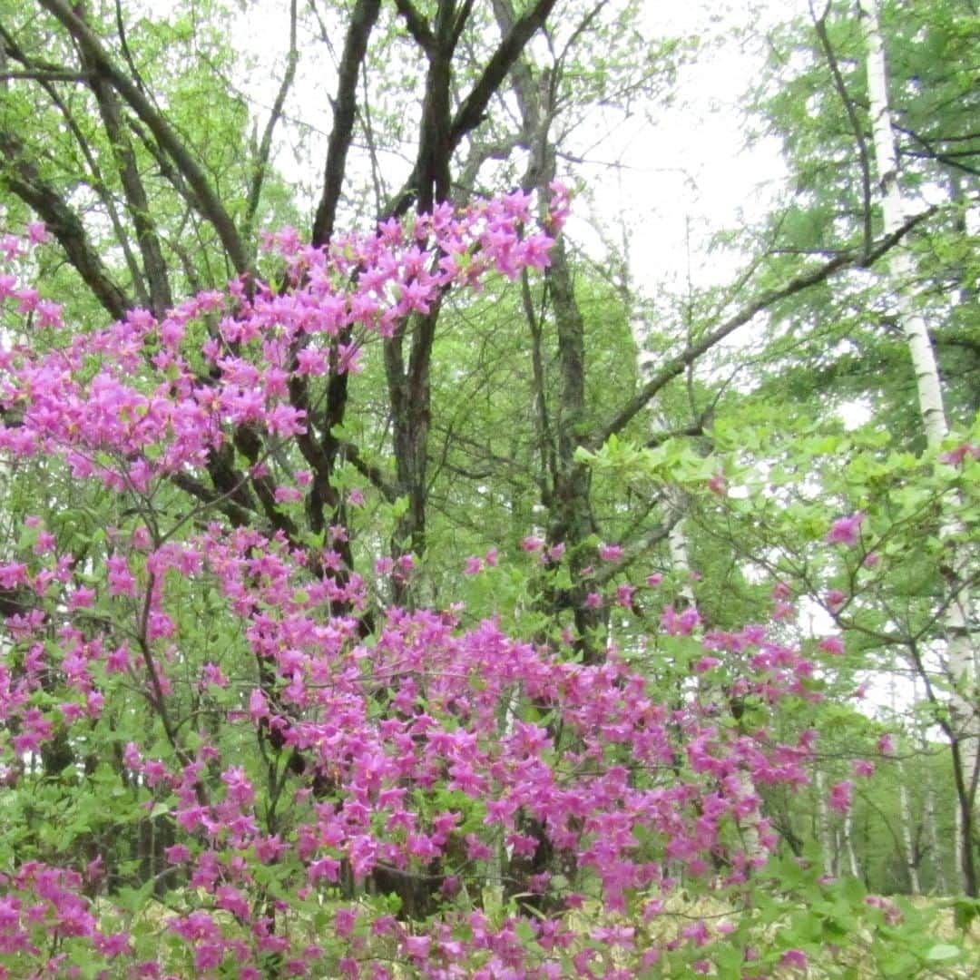 【公式】八ヶ岳高原ロッジ・八ヶ岳高原音楽堂さんのインスタグラム写真 - (【公式】八ヶ岳高原ロッジ・八ヶ岳高原音楽堂Instagram)「ミツバツツジが咲き始めました。 新緑の中の薄紫色の花がとてもきれいです。  今の季節は林の中どこを見ても新緑が綺麗で、 その中に点々と花が咲いているので、 散歩していてもわくわくします。 #八ヶ岳高原ロッジ音楽堂 #八ヶ岳高原ロッジ #別荘ライフ #長野 #自然と暮らす #朝の風景 #自然 #ミツバツツジ」5月30日 13時59分 - yatsugatake_kogen_lodge