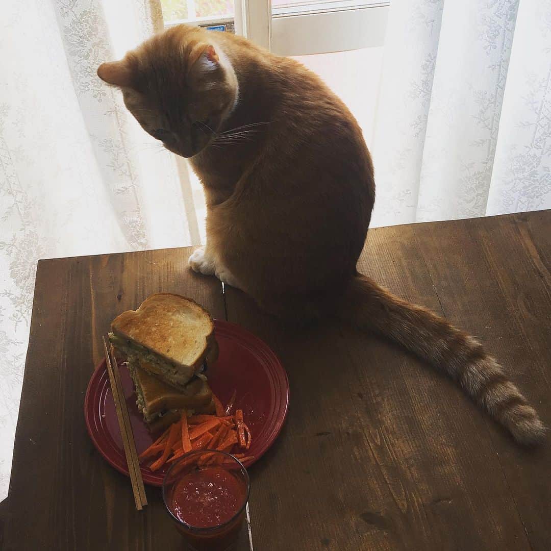 金巻ともこさんのインスタグラム写真 - (金巻ともこInstagram)「ベーコンエッグとキャベツのサンドイッチとチャイ。ニンジンも挟もうとしたけど挟みきれませんでした！ #沼サン #サンドイッチ #sandwich #kurohakuchai #tabby #orangetabby #cat #猫 #茶トラ」5月30日 14時09分 - tomotomoco