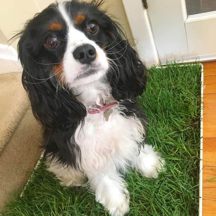 オリンピックチャンネルさんのインスタグラム写真 - (オリンピックチャンネルInstagram)「This is Miley, she is a cavalier spaniel that belongs to this Canadian artistic swimmer, two-time Olympian and five-time World Champs medallist! Miley's favorite snack is a ... watermelon🍉. @TeamCanada, @fina1908, any guesses at who Miley belongs to?  #PetsOfOlympians」5月30日 14時30分 - olympicchannel_x