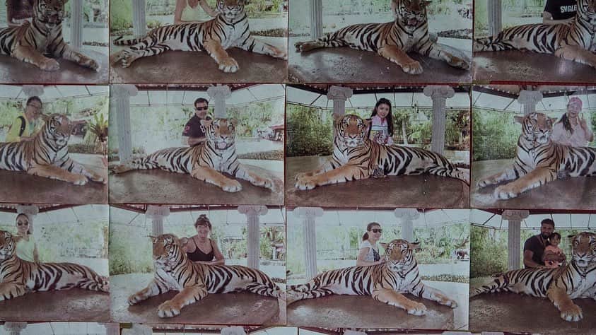 ナショナルジオグラフィックさんのインスタグラム写真 - (ナショナルジオグラフィックInstagram)「Video and Photos by Kirsten Luce @kirstenluce | A tiger paces in circles, chained to a platform in a photo studio at the Phuket Zoo in Thailand. Tigers are often declawed and/or drugged to make them safer for interacting with tourists. Photos here are 300 Baht (or about $9). For the June 2019 issue of National Geographic, writer @natashaldaly and I traveled the world to learn about wildlife tourism and the suffering that goes on behind the scenes. Our intention is not to shame tourists who have had these encounters but to arm our readers with information that will help them identify potentially abusive situations for animals.  To learn more, read the story at natgeo.com/wildlifetourism and follow @wildlife_friends_foundation, a non-profit which works on the ground to help animals in the tourism industry in Thailand.」5月31日 1時28分 - natgeo