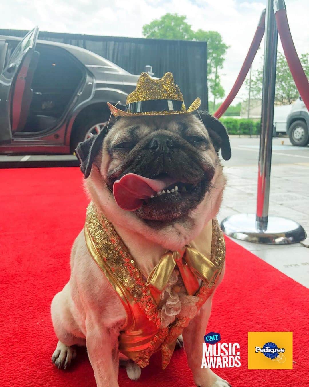 itsdougthepugさんのインスタグラム写真 - (itsdougthepugInstagram)「“Every angle is my good angle” -Doug • I’m so excited that I get to go to the #CMTawards again this year with @Pedigree @CMT! What do u think my outfit will be? #ad」5月31日 1時30分 - itsdougthepug