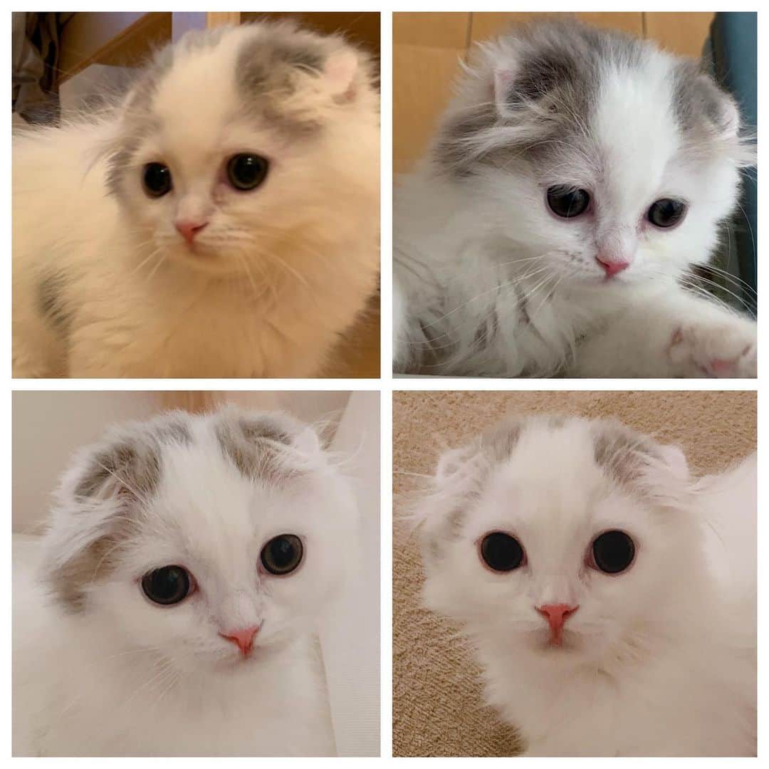 のインスタグラム：「どんどん大きくなるぱんちゃん。顔も変わってきました。おでこが伸びるタイプ？😂 ・ #scottishfold #catstagram_japan #catsofinstagram #cats_of_instagram #catoftheday #purr #ilovemycat #bestmeow #catlover #cutecat #kittensofinstagram #cute #スコティッシュフォールド#スコティッシュフォールドロングヘア #ぱん成長記録」