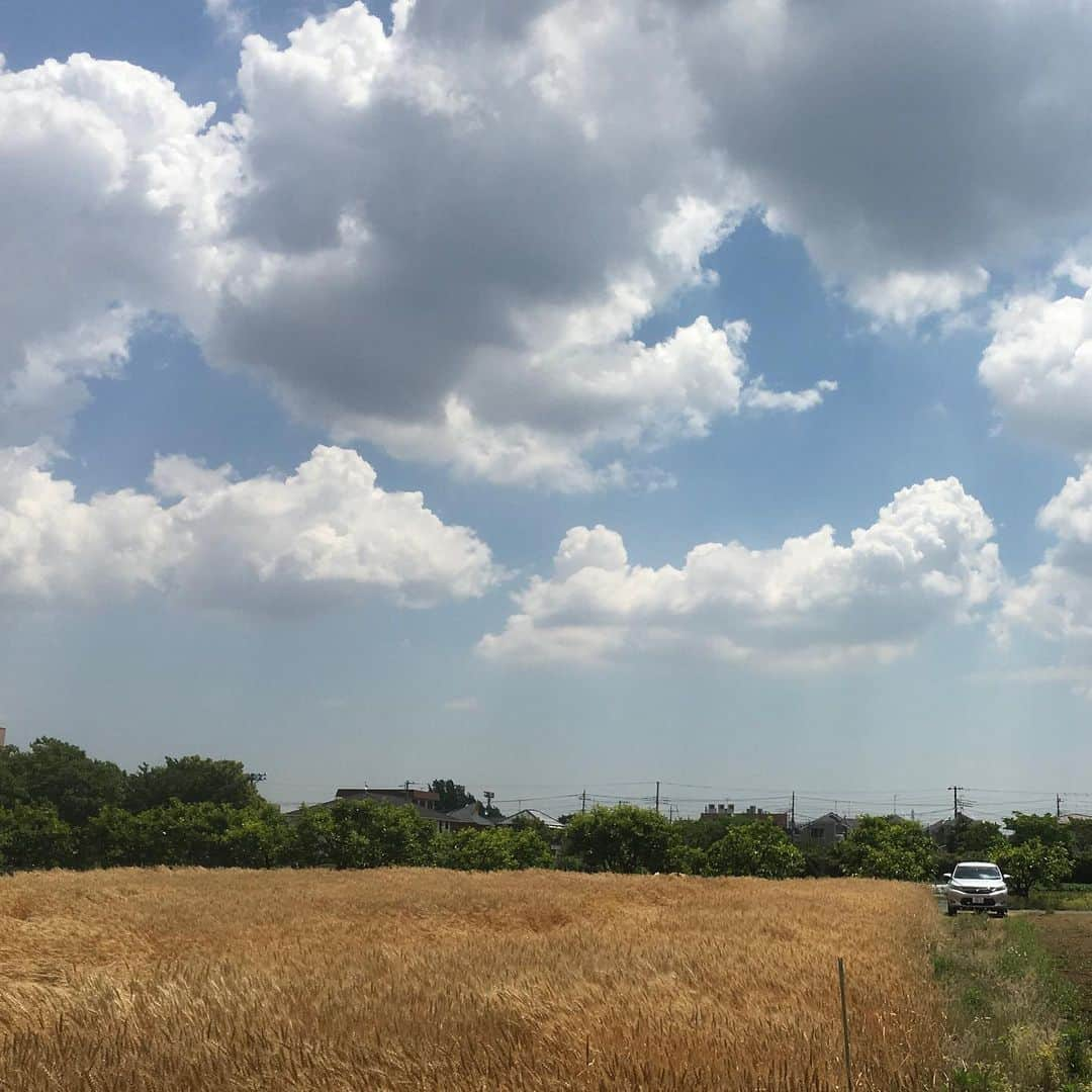 lululukululuさんのインスタグラム写真 - (lululukululuInstagram)「快晴の一日 ☀️ #空#雲#麦畑#梅雨前の晴れ」5月31日 0時20分 - tajitajicat