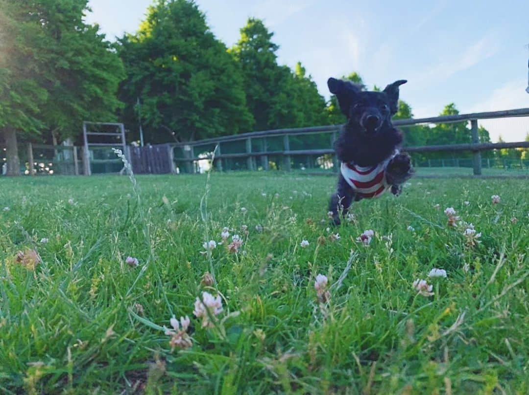 坂本礼美さんのインスタグラム写真 - (坂本礼美Instagram)「. . だっくす大好きな2人🐶🍒 . . オシャレなカフェでランチして🍴 久しぶりにドッグラン🐾 . いっぱい遊んで疲れちゃって、お家帰ってきてからすぐに爆睡な私の可愛い赤ちゃん👶🏼🍒 . なーことゾロとミロにも会えて癒された1日🥰✨ . また遊んでね🐶🧡💛 . . . #かにんへんだっくすふんど #みにちゅあだっくすふんど #どっぐらん #はじめはびびってにげまわるだけ #なれてきたころにかえるじかん #いつものながれ」5月31日 0時30分 - remi_1103