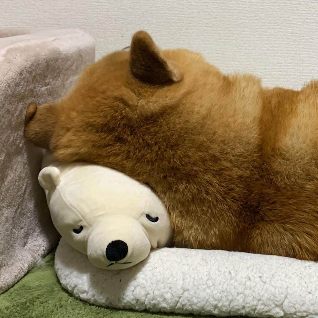 まる（まるたろう）さんのインスタグラム写真 - (まる（まるたろう）Instagram)「Good night!!✨🐶💤✨こうやってみるとさ、まるって小顔だよね #顔の部分がちょっとしかない #いいでしょ #ふふふのふ」5月31日 0時32分 - marutaro