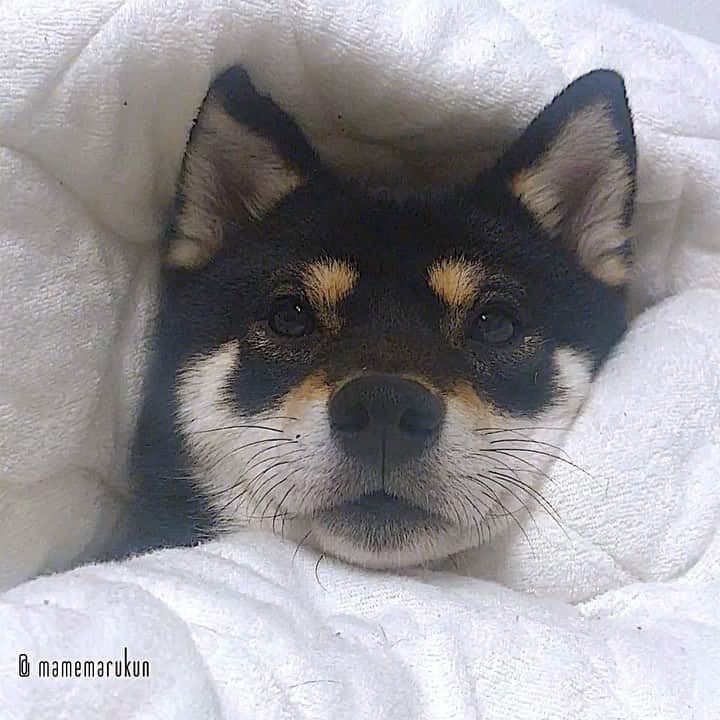 まめ丸のインスタグラム：「* * いないと思ったら、おせんたくした おふとんカバーにかくれんぼしてたぼく🐶💓 --------------------------------- このあとの展開は…ブログにかいたよ🐶📖 プロフィールのURLかストーリーからみてね🍀 * hide-and-seek🐶💓 --------------------------------- I updated my blog🐶💓 The URL is in my profile. Please visit it if you have time❣️ * #パパママさがしてた #そろそろでてってあげようかな #でもきもちよくてねむくなっちゃった * #柴犬#豆柴#柴#黒柴#犬#ふわもこ部#shiba#shibainu#shibastagram#shibadog#puppy#instadog#dogstagram#dog#instashiba#petstagram#pet#cutepetclub#강아지#멍스타그램#doglover#ilovemydog#weeklyfluff#まめ丸かくれんぼ」